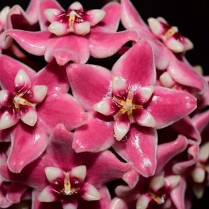 Hoya subcalva IML 404 ( rooted cutting )