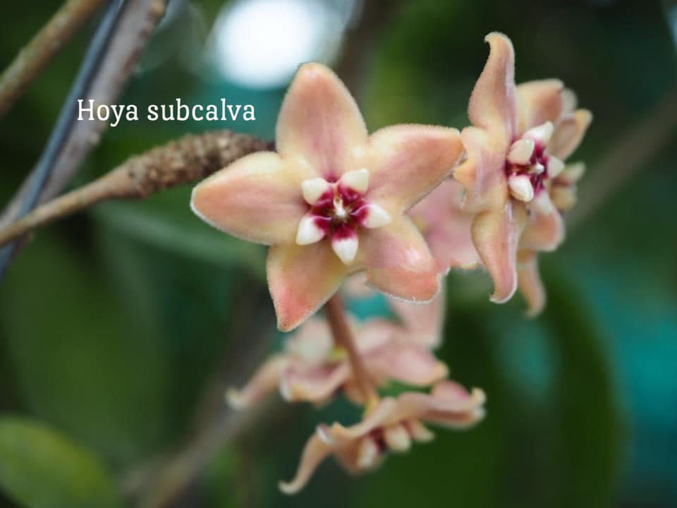 Hoya subcalva (large)