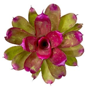 Neoregelia super pink tone