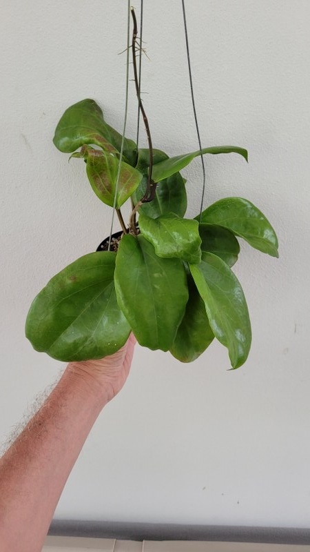 Hoya surigaoensis (large)