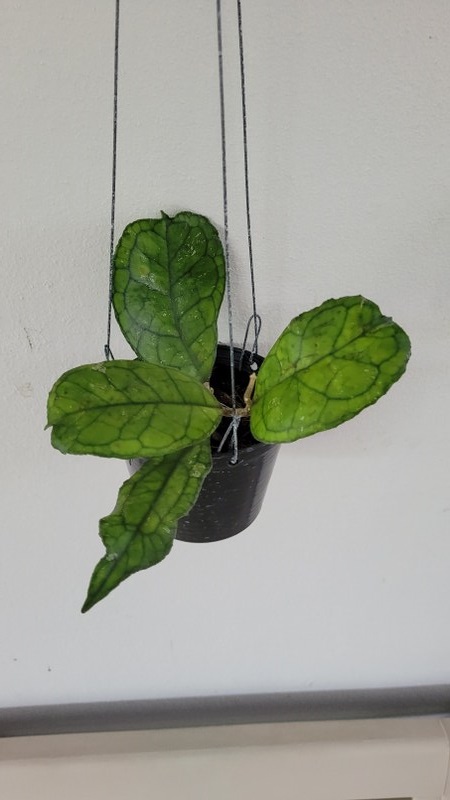 Hoya svetlana (large)