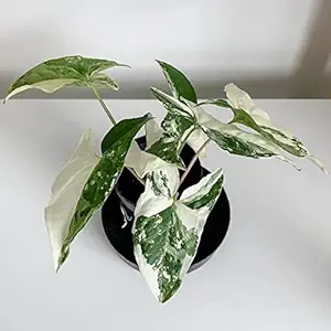 Syngonium 'Splashing White'