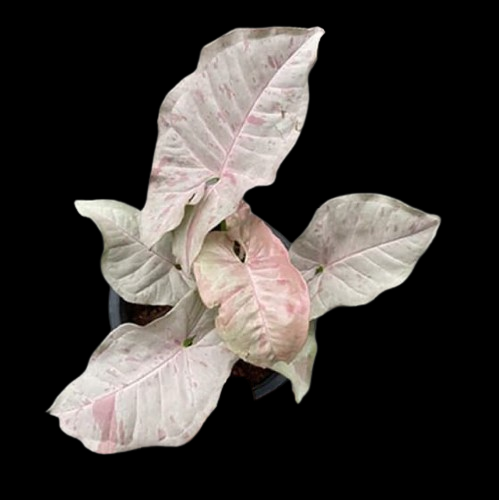 Syngonium Pink Spot