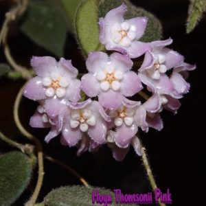 Hoya thomsonii pink  ( rooted cutting )