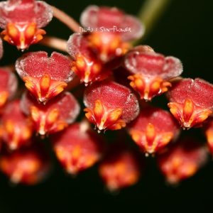 Hoya tsangii ( rooted cutting )