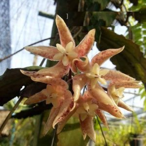 Hoya undulata ( rooted cutting )
