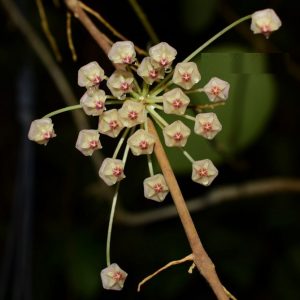 Hoya UT007 ( rooted cutting )