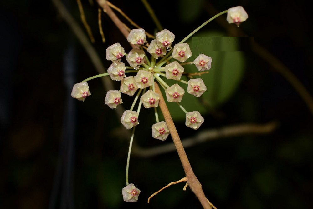 Hoya UT007 ( rooted cutting )