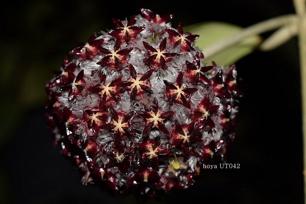Hoya UT042 ( rooted cutting )