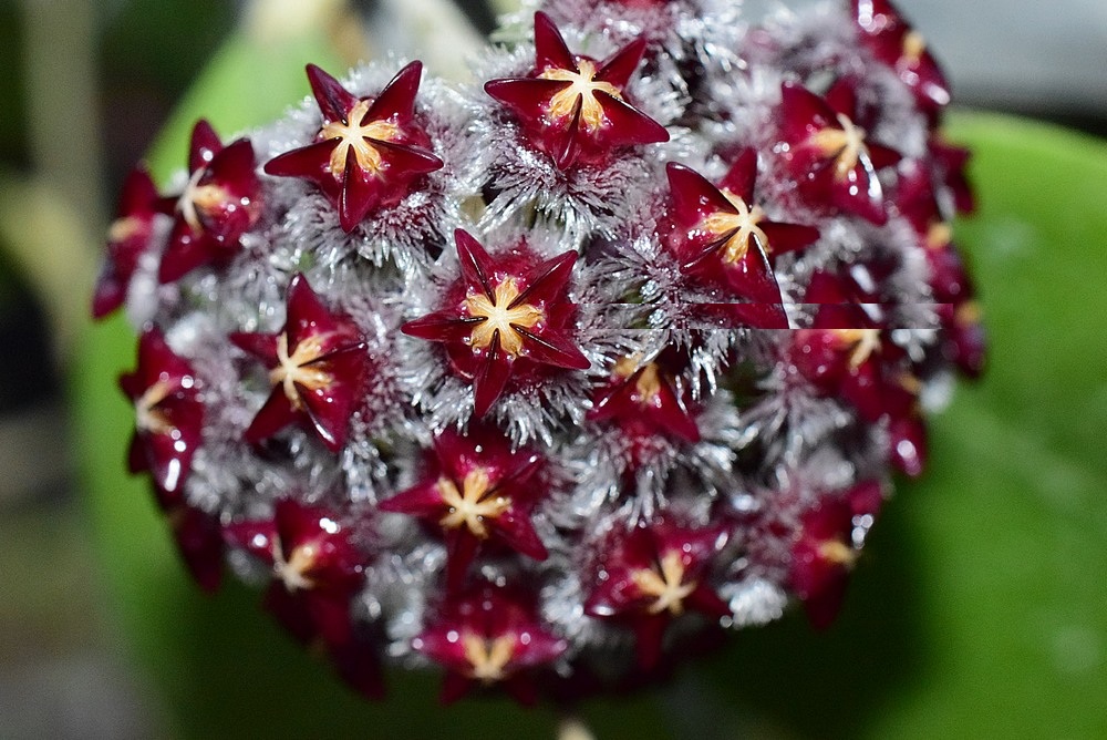 Hoya UT043 ( rooted cutting )