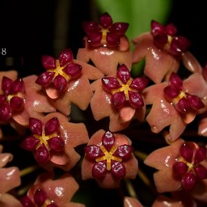 Hoya UT248 ( rooted cutting )