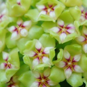 Hoya UT033 ( rooted cutting )