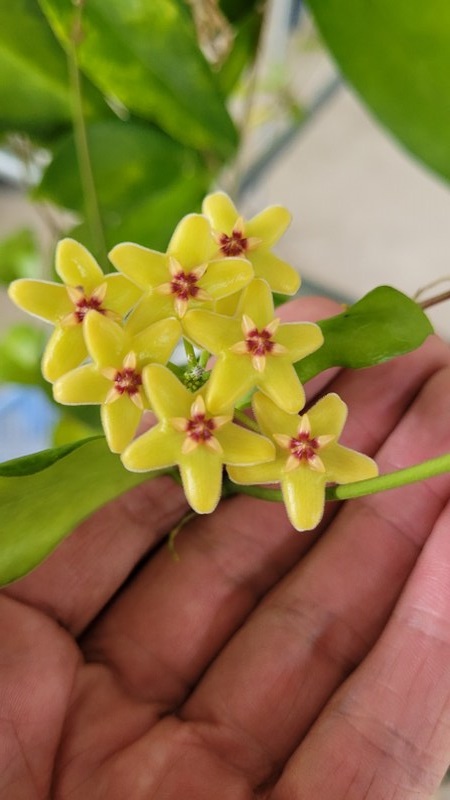 Hoya vanatuensis(large)