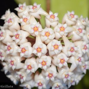 Hoya verticillata ( rooted cutting )