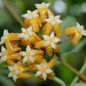Hoya vitellina ( rooted cutting )