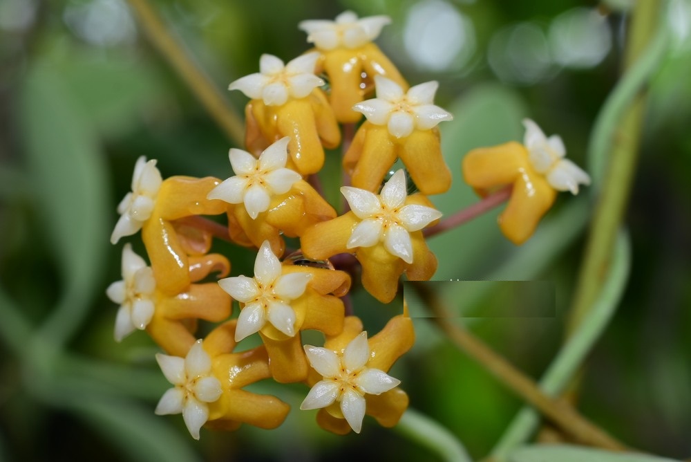Hoya vitellina ( rooted cutting )
