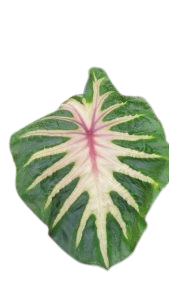 Colocasia waikiki - Image 2