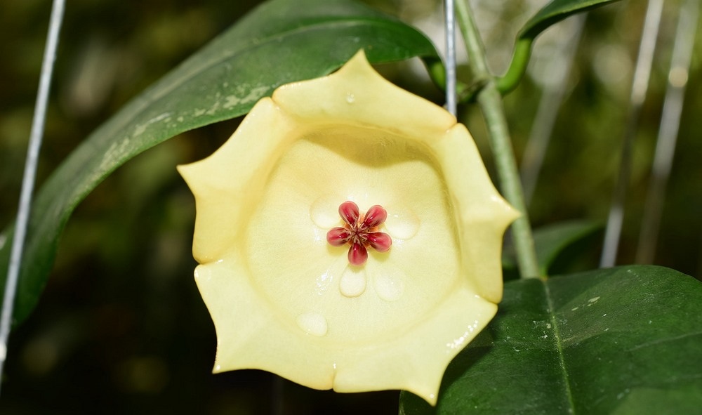 Hoya wallichii UT 174 (large)