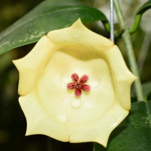 Hoya wallichii ( rooted cutting )