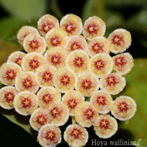 Hoya walliniana ( rooted cutting )
