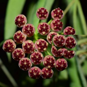 Hoya wayetii ( rooted cutting )
