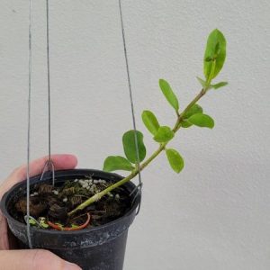 Hoya wightii ( rooted cutting )