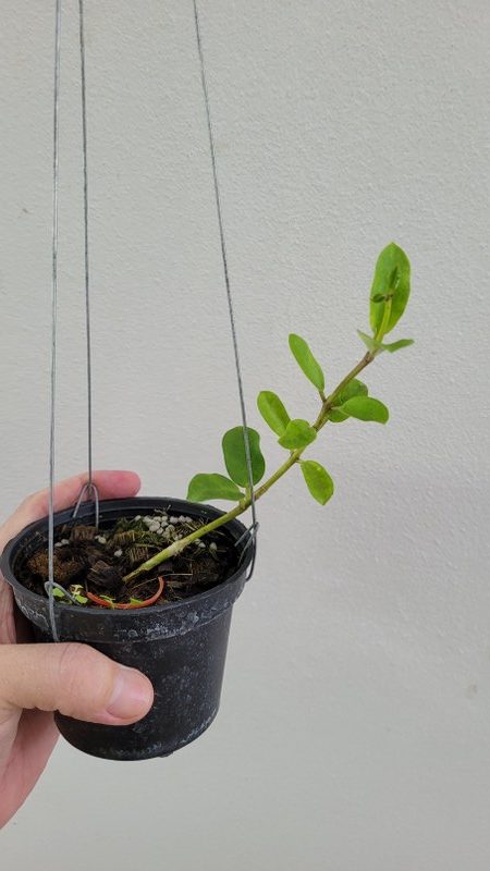 Hoya wightii ( rooted cutting )