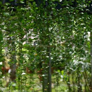Hoya wightii ( rooted cutting )