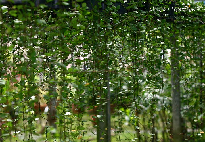 Hoya wightii ( rooted cutting )