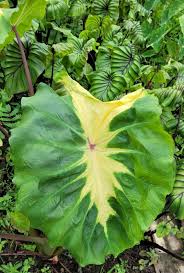 Colocasia yellow river