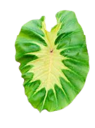 Colocasia yellow river - ThaiFlora