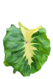 Colocasia yellow river - Image 3