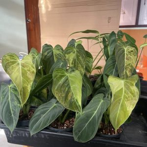 Philodendron melanochrysum Variegated
