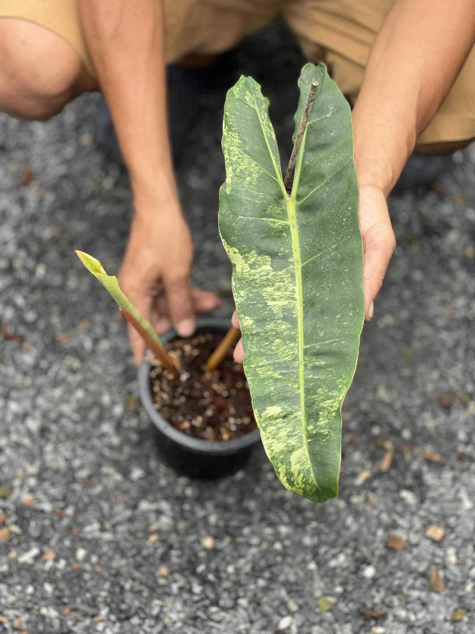 philodendron billietiae variegated 1 leaf