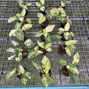 Syngonium scrambled egg