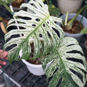 Monstera Devil 1 leaf plant