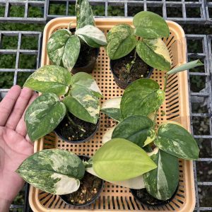 Scindapsus jade satin