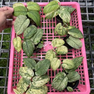 Scindapsus crème Burle
