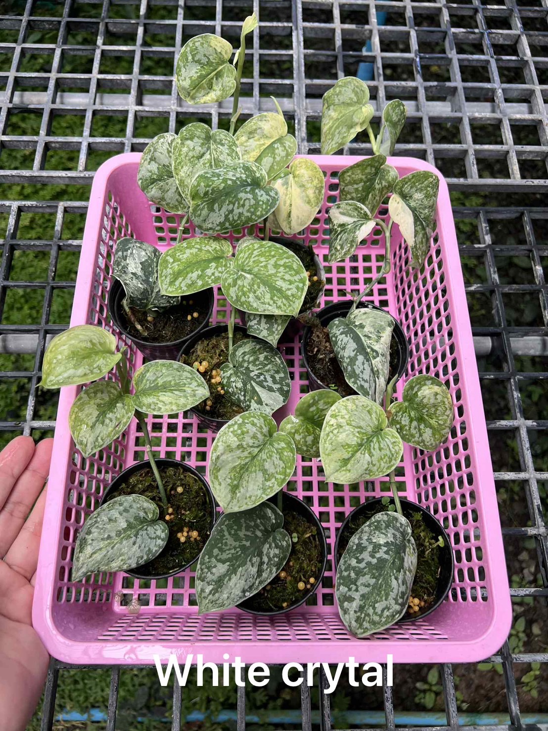 Scindapsus white crystal