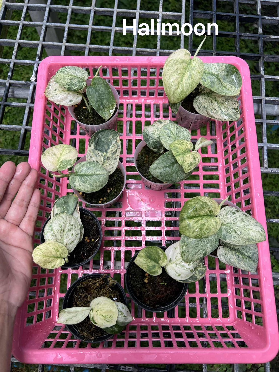 Scindapsus halimoon