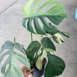 Monstera Mint 3 Leaf