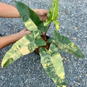philodendron billietiae variegated 3 leaf plant