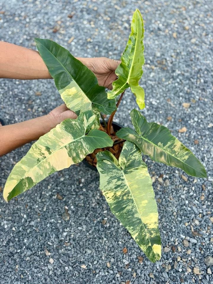 philodendron billietiae variegated 3 leaf plant