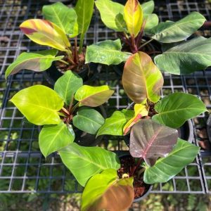Philodendron yellow flame