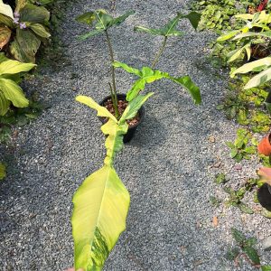 Philodendron Joepii variegated (10 pcs, free shipping to USA,Canada,Europe and UK)