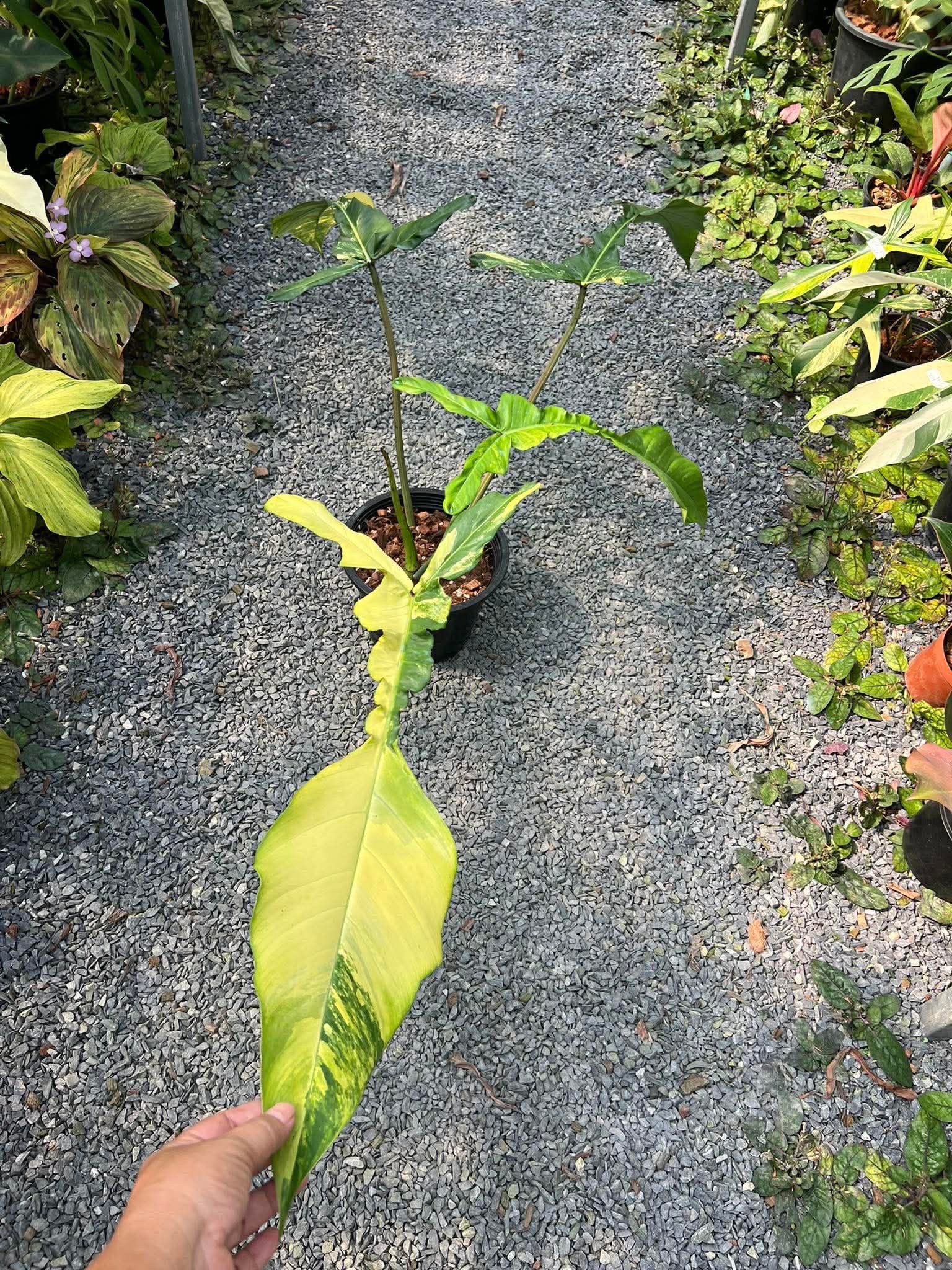 Philodendron Joepii variegated (10 pcs, free shipping to USA,Canada,Europe and UK)