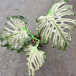Monstera Devil (Very rare 3 leaf plant, free shipping to USA,Canada,UK,Europe) !!!