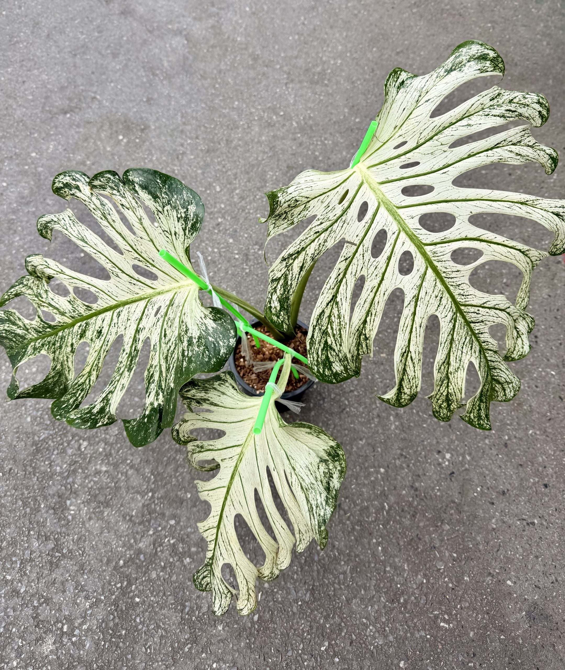 Monstera Devil (Very rare 3 leaf plant, free shipping to USA,Canada,UK,Europe) !!!